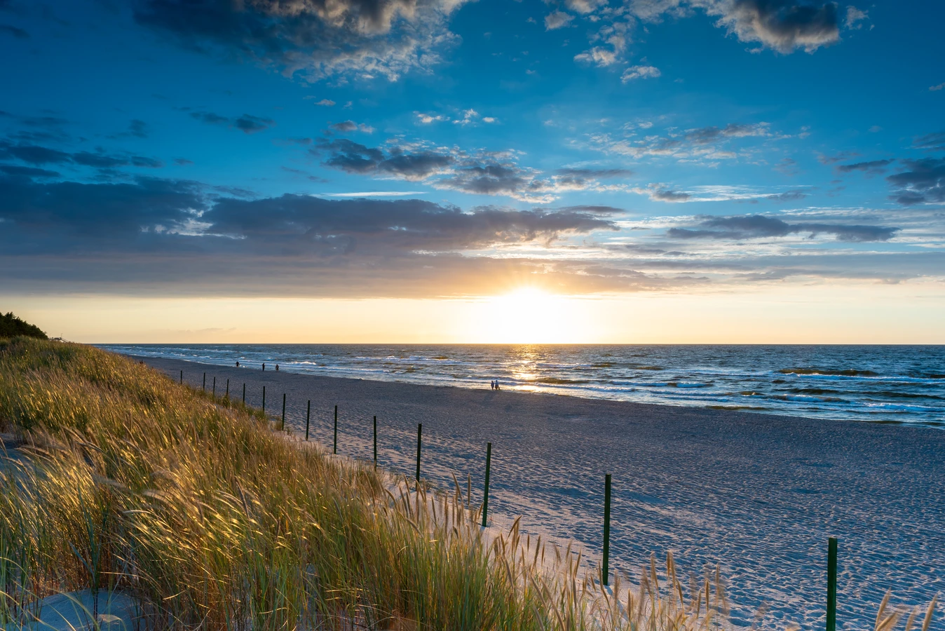 Jaka trawa z rolki najlepsza?