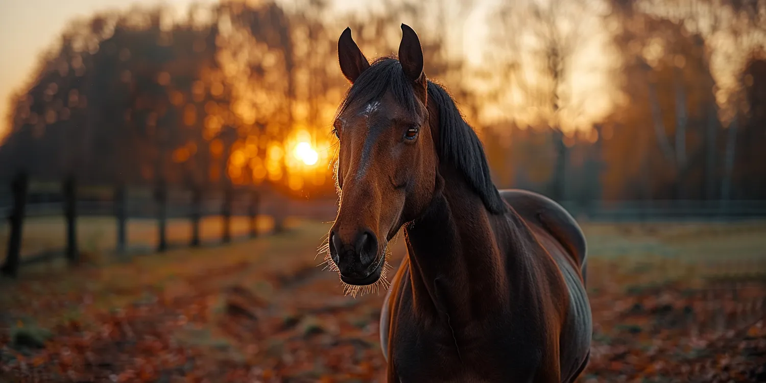 Ile kosztuje krematorium dla zwierząt?