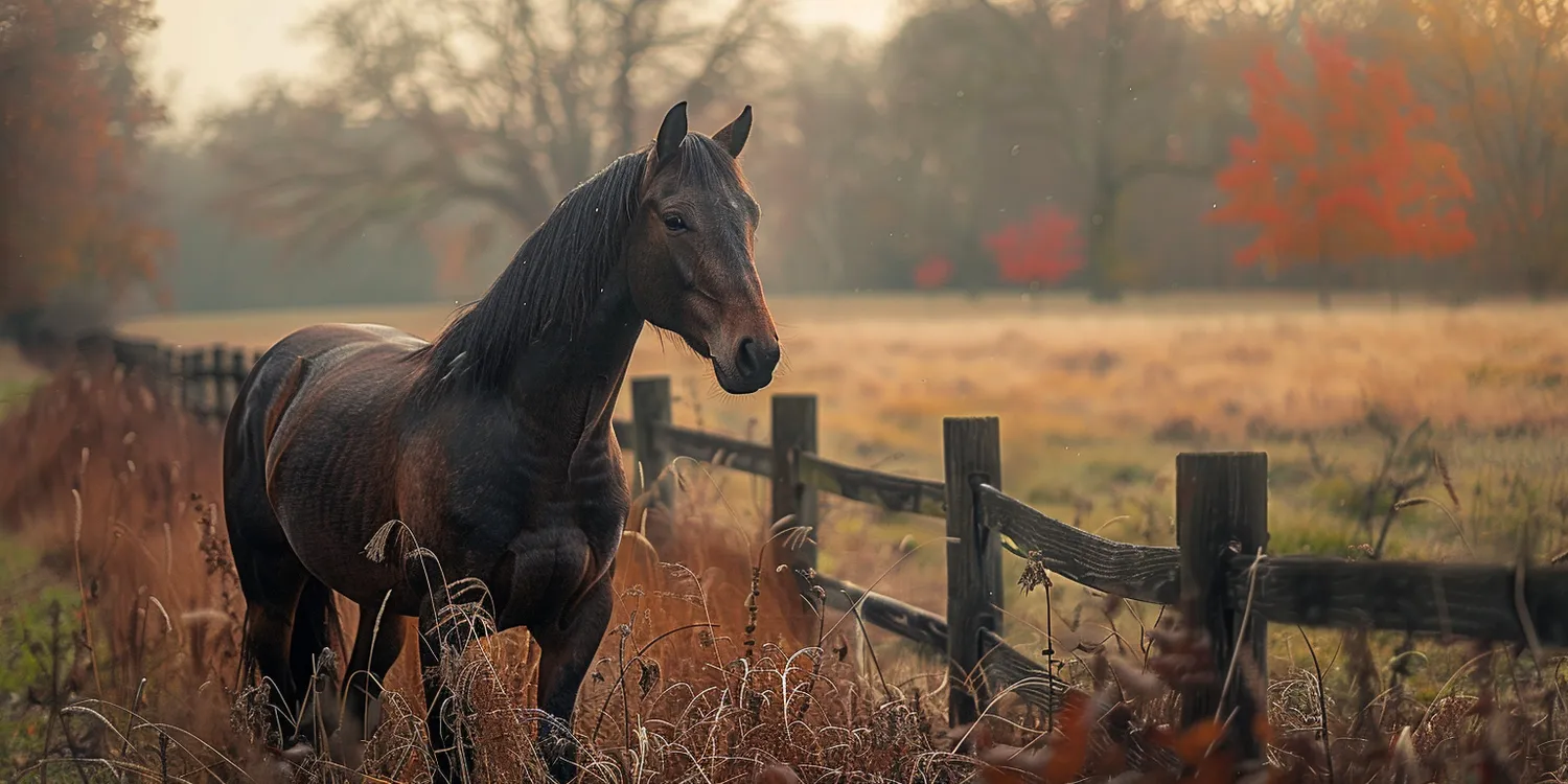 Krematorium dla zwierząt - czym jest i dlaczego należy się nim zainteresować?